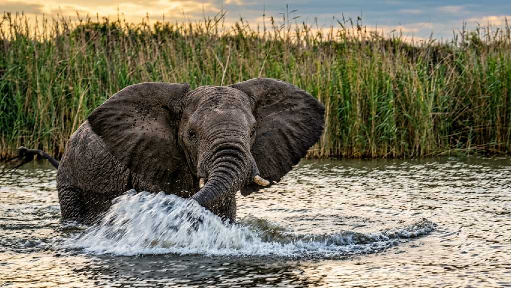 Hippo and crocodile cruise on the St Lucia Estuary